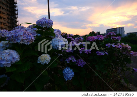 Hydrangea at dusk Hydrangea at dusk 142739580