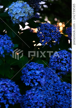 Hydrangea at dusk Hydrangea at dusk 142739585