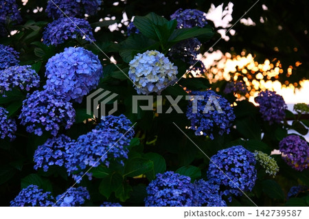 Hydrangea at dusk 142739587