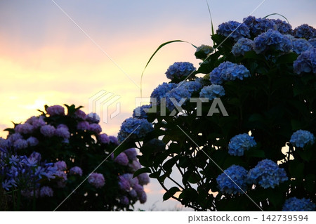Hydrangea at dusk Hydrangea at dusk 142739594