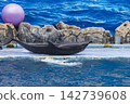 A group of dolphins swims through splashing blue water in an aquarium pool with artificial rock formations and an ocean-themed backdrop. 142739608