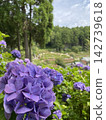 Hydrangea in the forest 142739618
