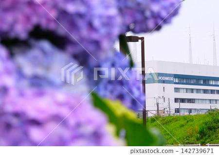 Hydrangeas and KENWOOD Hydrangeas and KENWOOD 142739671