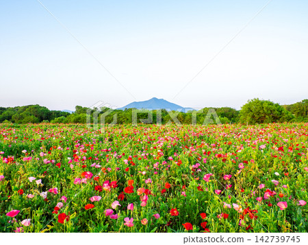 小海川交流公園和筑波山的罌粟花(茨城縣下妻市) 小海川交流公園和筑波山的罌粟花(茨城縣下妻市) 142739745