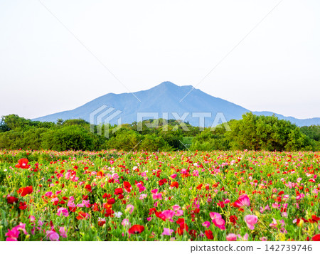 Poppies at Kokaigawa Fureai Park and Mount Tsukuba (Shimotsuma City, Ibaraki Prefecture) Poppies at Kokaigawa Fureai Park and Mount Tsukuba (Shimotsuma City, Ibaraki Prefecture) 142739746