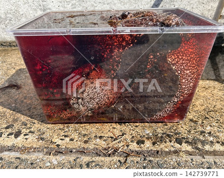 用於觀察在潮間帶捕獲的海蛞蝓的水箱。 用於觀察在潮間帶捕獲的海蛞蝓的水箱。 142739771