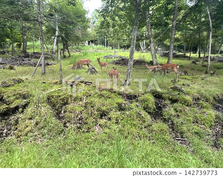 A herd of Japanese deer spending time in a lush forest. A herd of Japanese deer spending time in a lush forest. 142739773