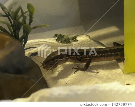 A lizard walking inside its enclosure A lizard walking inside its enclosure 142739774