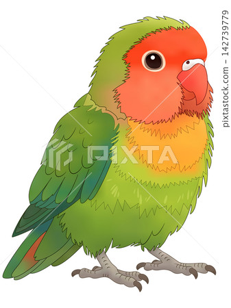 “色彩繽紛的愛情鳥” “色彩繽紛的愛情鳥” 142739779