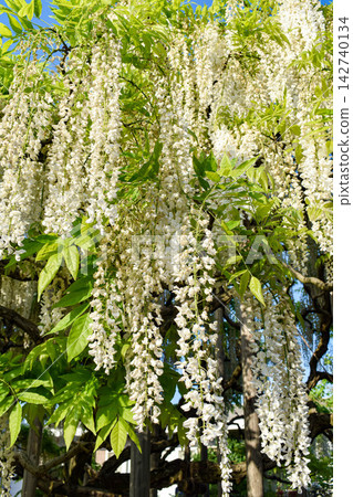 [Tochigi] Ashikaga Flower Park 142740134