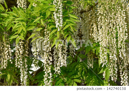 [Tochigi] Ashikaga Flower Park 142740138