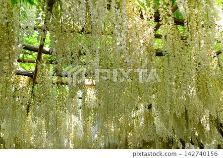 [Tochigi] Ashikaga Flower Park 142740156
