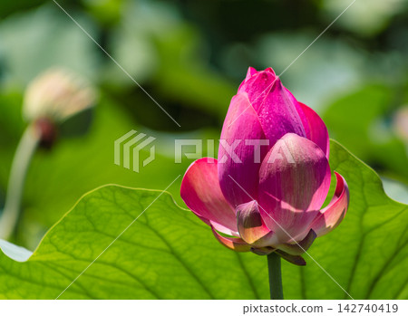 伊予久沼公園裡，紅蓮花競相綻放，美不勝收。 142740419