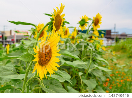 盛夏時節,向日葵沐浴在陽光下。 盛夏時節,向日葵沐浴在陽光下。 142740446