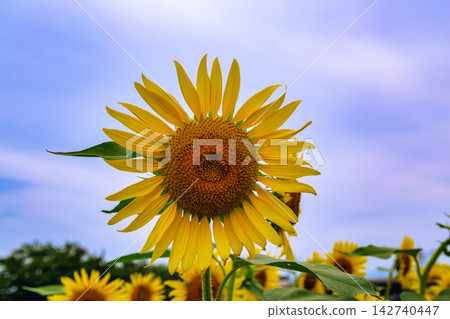 盛夏時節,向日葵沐浴在陽光下。 盛夏時節,向日葵沐浴在陽光下。 142740447