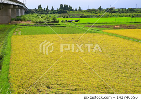 Harvest season: Golden rice in Nishi Ward, Saitama City Harvest season: Golden rice in Nishi Ward, Saitama City 142740550