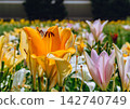 Lily flowers bathed in summer sunshine 142740749