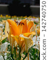 Lily flowers bathed in summer sunshine 142740750