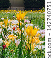 Lily flowers bathed in summer sunshine 142740751