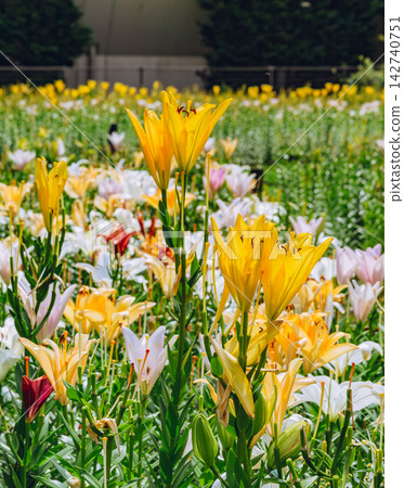 Lily flowers bathed in summer sunshine Lily flowers bathed in summer sunshine 142740751