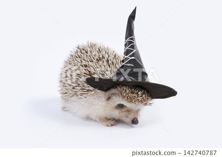 Hedgehog wearing black witch hat. Hedgehog wearing black witch hat. 142740787