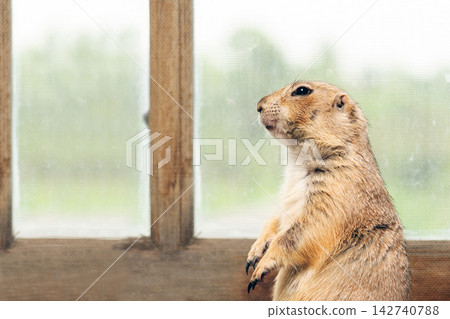 Side view photo of prairie dog standing near windows. Side view photo of prairie dog standing near windows. 142740788