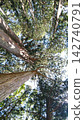 Looking up at the great tree in silence 142740791