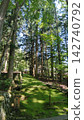 Silent cedar avenue and moss carpet 142740792