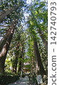 Looking up at the magnificent cedar forest in silence. 142740793