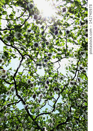 Grape shelf Grape shelf 142740978