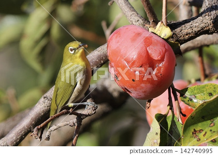 A cute Japanese white-eye perched on a ripe persimmon; an advertising image conveying the flavors of autumn and the natural scenery of Japan; horizontal composition. A cute Japanese white-eye perched on a ripe persimmon; an advertising image conveying the flavors of autumn and the natural scenery of Japan; horizontal composition. 142740995