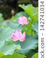 奧加蓮花（垂直位置） 142741034