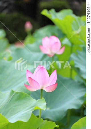 奧加蓮花(垂直位置) 奧加蓮花(垂直位置) 142741034