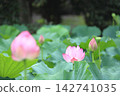 Oga蓮花 142741035