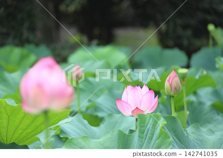Oga蓮花 142741035
