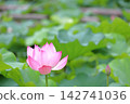 Oga蓮花 142741036