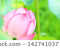 Oga蓮花 142741037