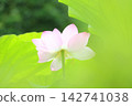 Oga蓮花 142741038