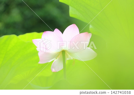 Oga lotus Oga lotus 142741038