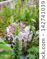 Cleome sempervirens（垂直方向） 142741039
