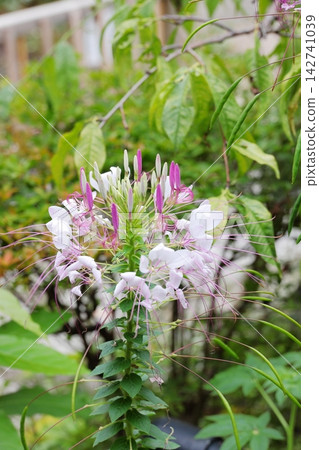 Cleome sempervirens（垂直方向） 142741039