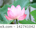 Oga蓮花 142741042