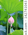 奧加蓮花花蕾（垂直方向） 142741043