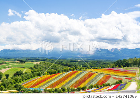 Panoramic view of vibrant rainbow flower fields and rolling hills in Shikisai no Oka with orange marigolds in foreground, Biei, Hokkaido, Japan 142741069