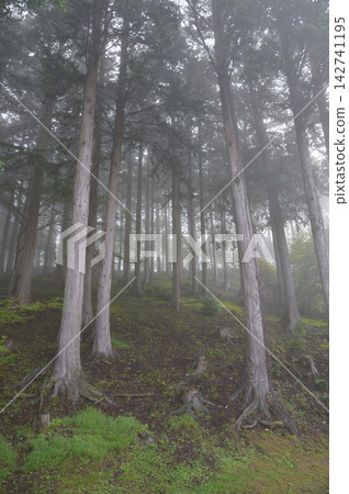 A forest shrouded in morning mist, Mt. Mitsumine, Chichibu City, Saitama Prefecture. A forest shrouded in morning mist, Mt. Mitsumine, Chichibu City, Saitama Prefecture. 142741195