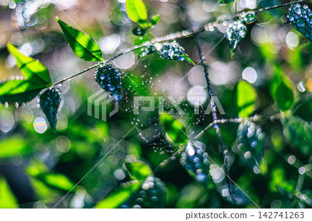 The leaves of the Nandina plant, glistening with water droplets, and the beautiful bokeh of light The leaves of the Nandina plant, glistening with water droplets, and the beautiful bokeh of light 142741263