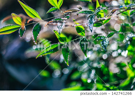 南天竹的葉片上閃爍著水珠,光線投射出美麗的散景。 南天竹的葉片上閃爍著水珠,光線投射出美麗的散景。 142741266