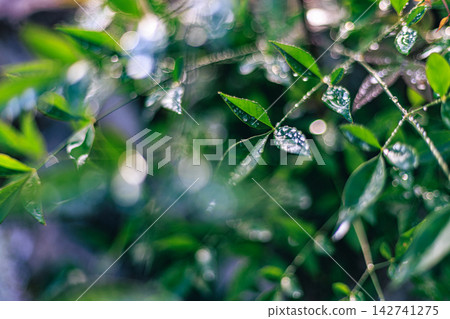 The leaves of the Nandina plant, glistening with water droplets, and the beautiful bokeh of light 142741275