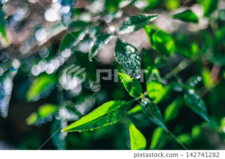 The leaves of the Nandina plant, glistening with water droplets, and the beautiful bokeh of light The leaves of the Nandina plant, glistening with water droplets, and the beautiful bokeh of light 142741282