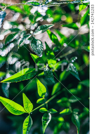 The leaves of the Nandina plant, glistening with water droplets, and the beautiful bokeh of light The leaves of the Nandina plant, glistening with water droplets, and the beautiful bokeh of light 142741283